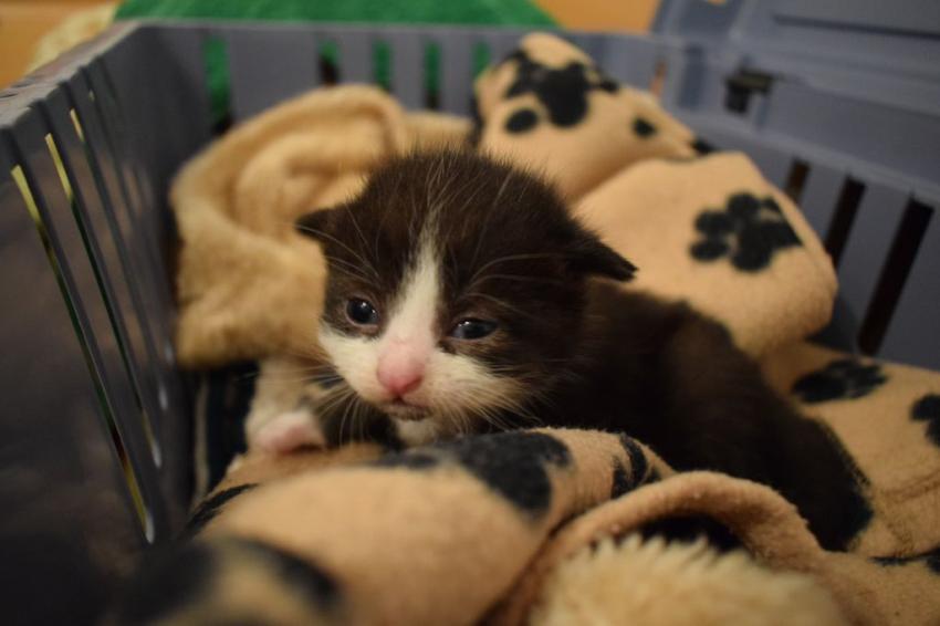 Katzenbaby gefunden Tierheim Quellenhof Passbrunn