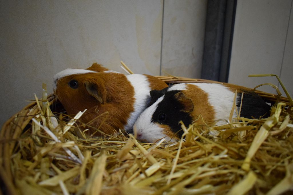 Hanni Und Nanni Beschützen Die Tiere