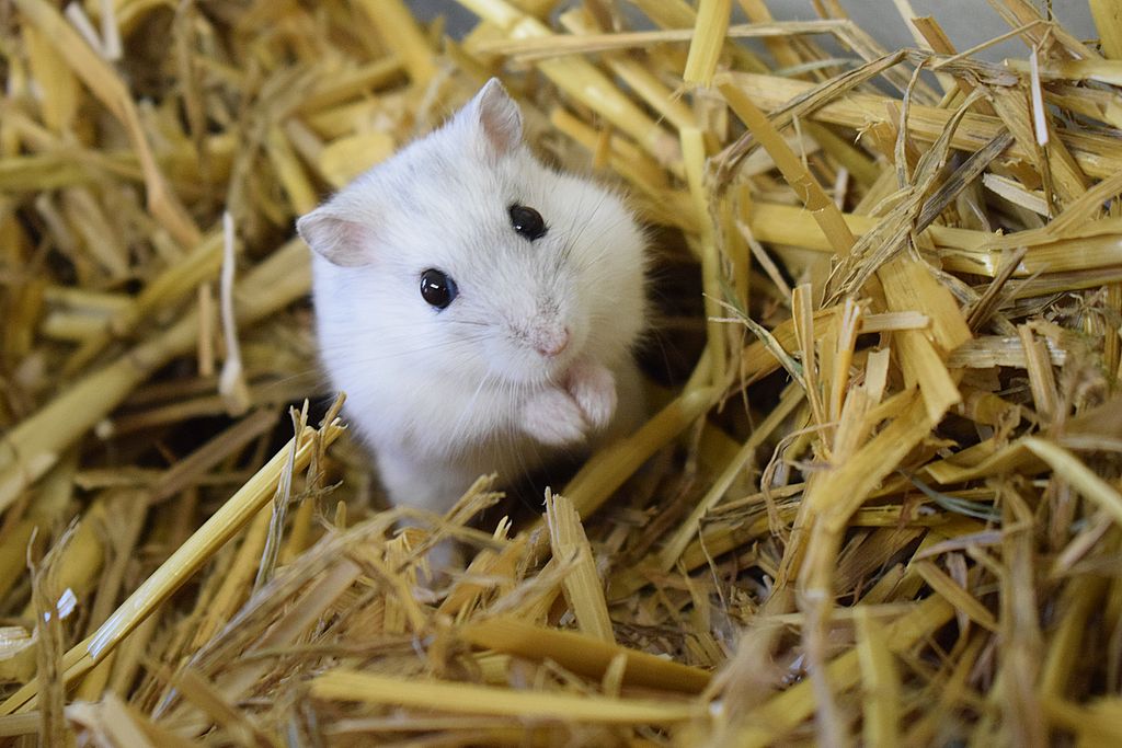 hamster bedding alternatives