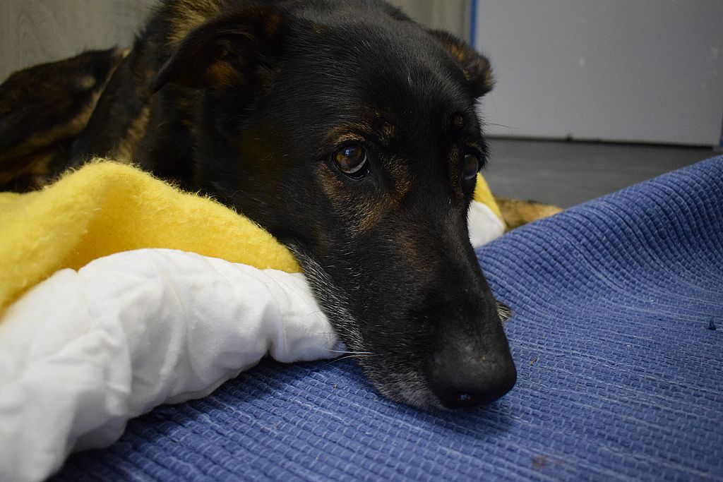 Xaverl - Deutscher Schäferhund - Bild 5