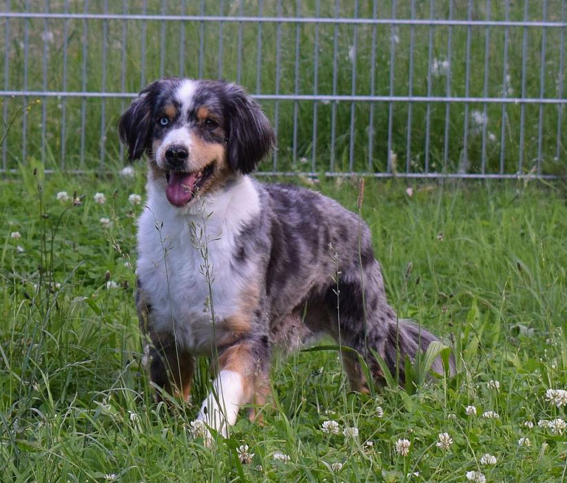 Candy - Australian Shepherd - Bild 1