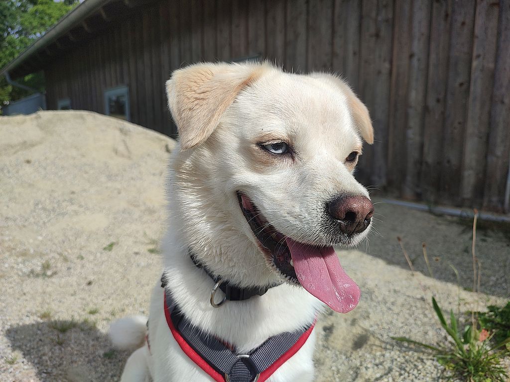 Sam - Mops, Siberian Husky - Bild 3