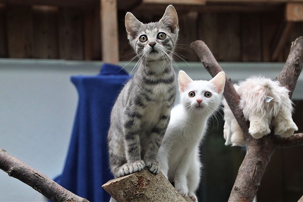 Benjamin -  - Bild 11