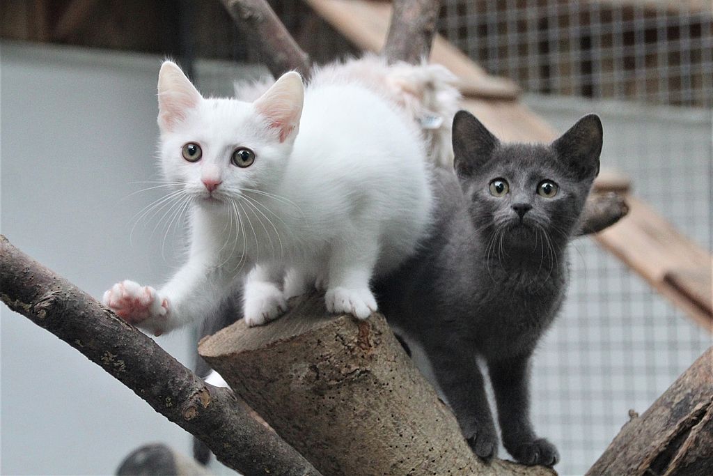 Bettina -  - Bild 13