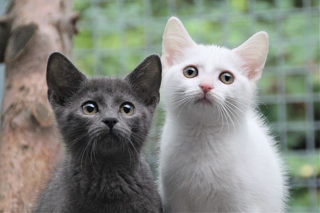 Bettina -  - Bild 11