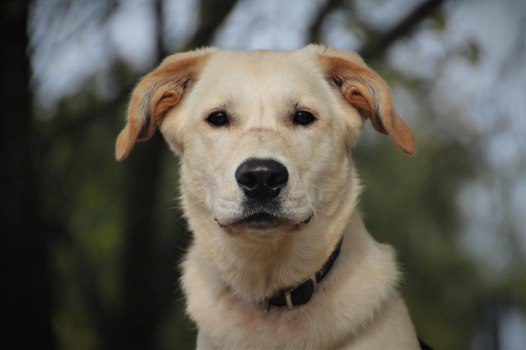 Rocky - Golden Retriever, Labrador Retriever - Bild 7