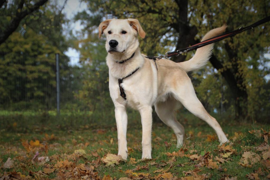 Rocky - Golden Retriever, Labrador Retriever - Bild 5