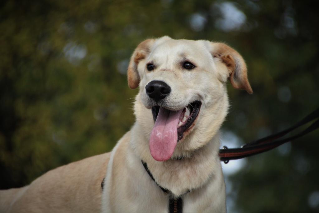 Rocky - Golden Retriever, Labrador Retriever - Bild 1