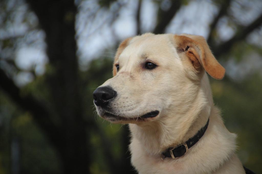 Rocky - Golden Retriever, Labrador Retriever - Bild 3