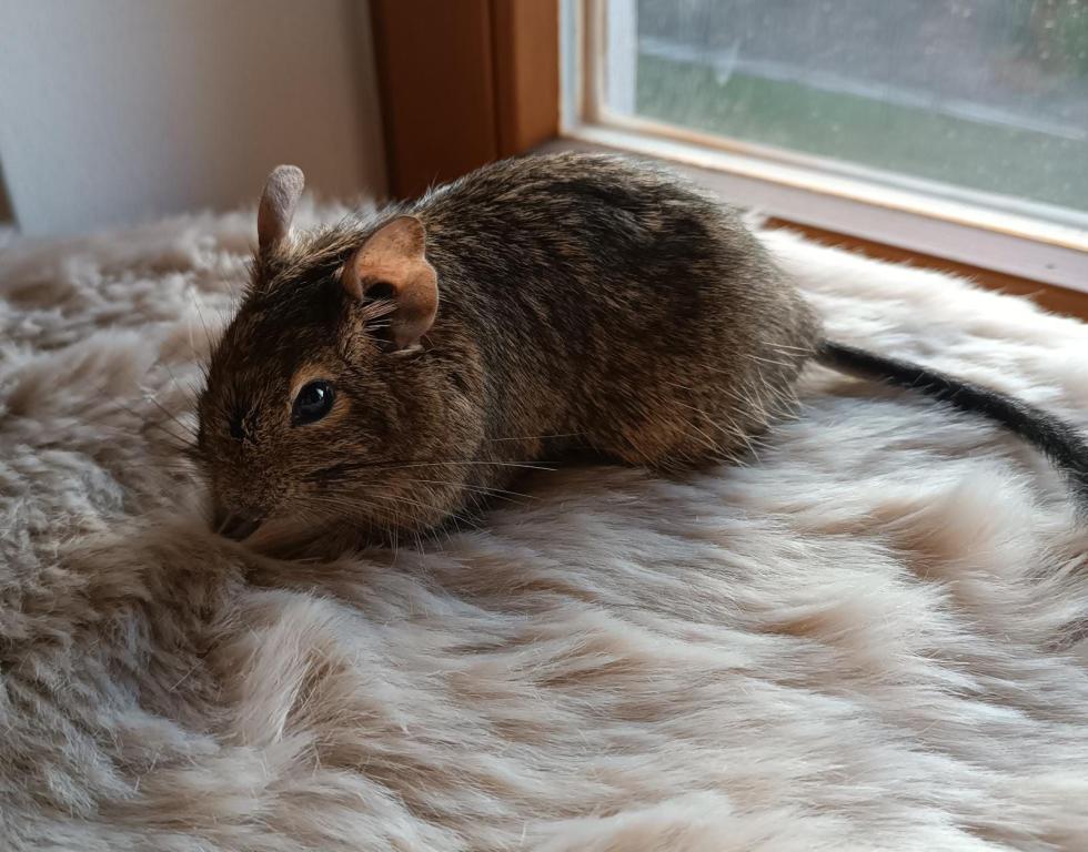 Degu -  - Bild 3