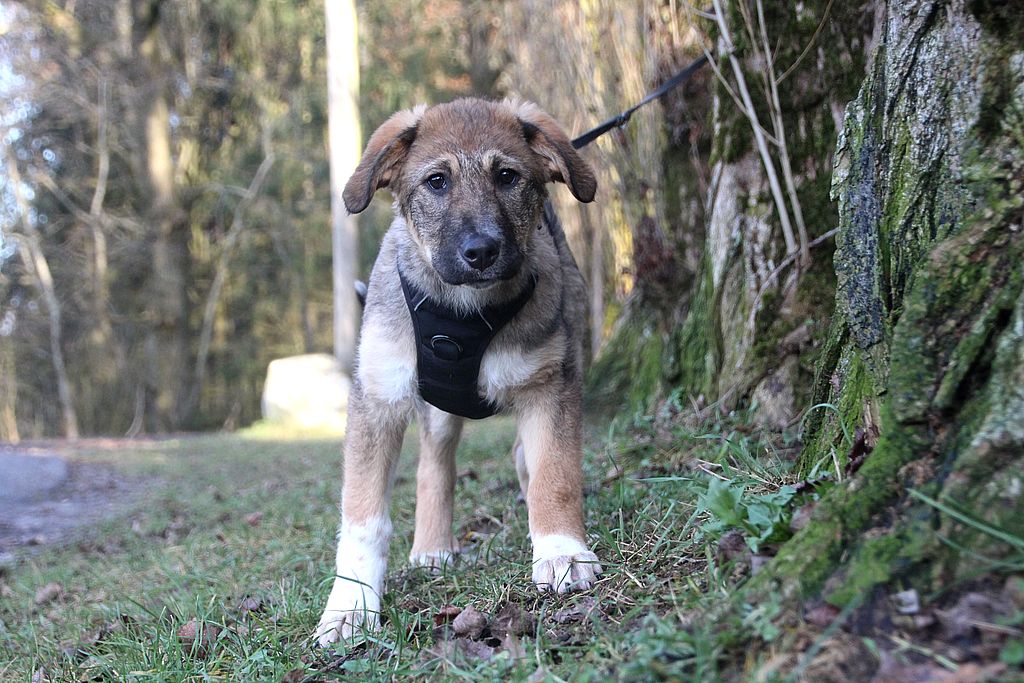 Bella - Dackel - Bild 5