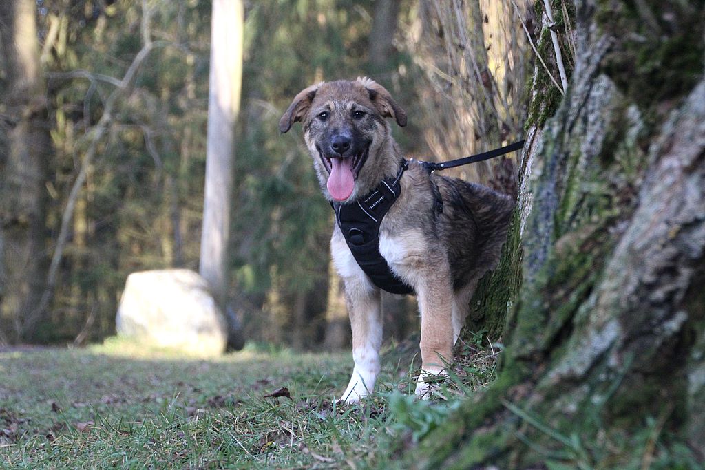 Bella - Dackel - Bild 3