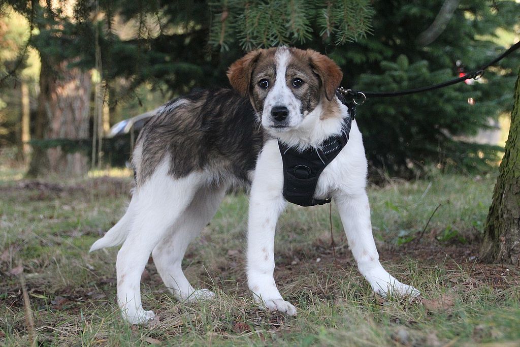 Bella - Dackel - Bild 3