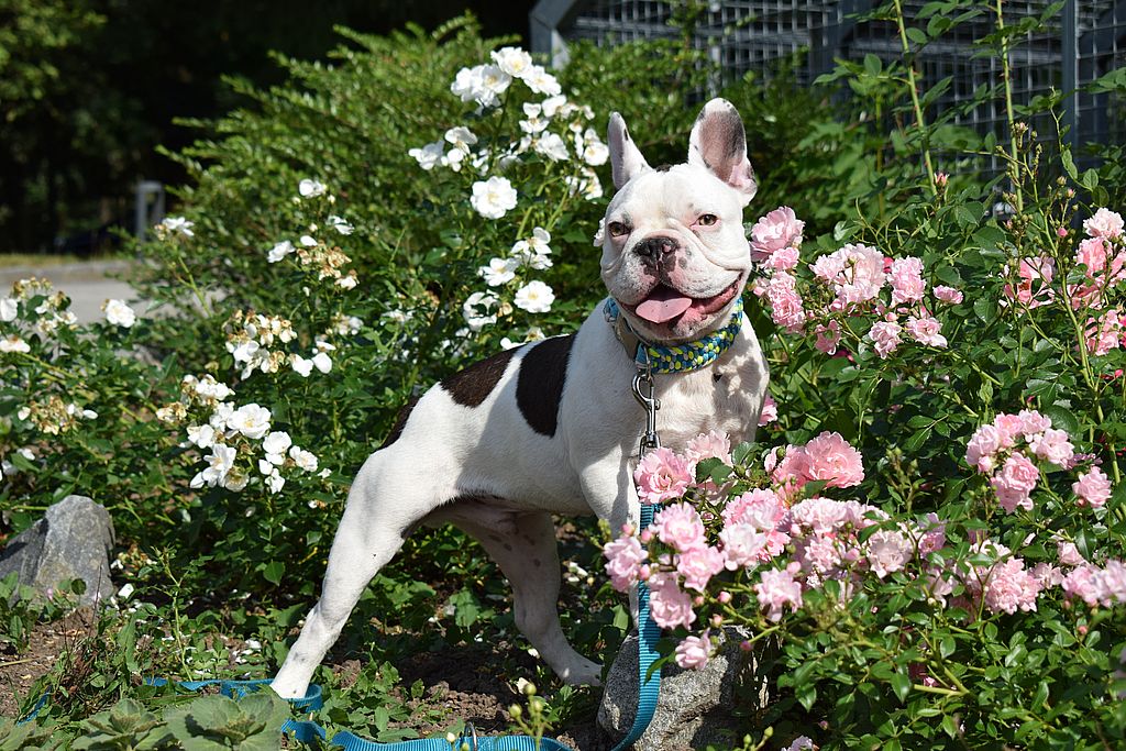 Französische Bulldogge Archie