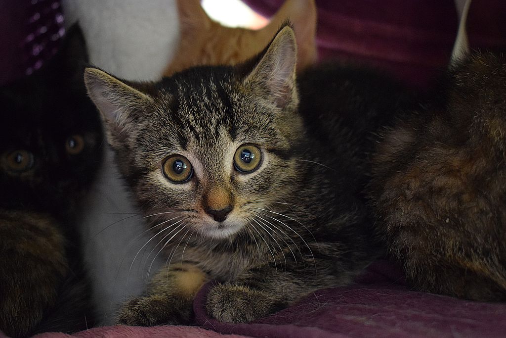 Suki