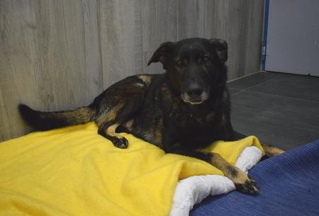 Xaverl - Deutscher Schäferhund - Bild 2