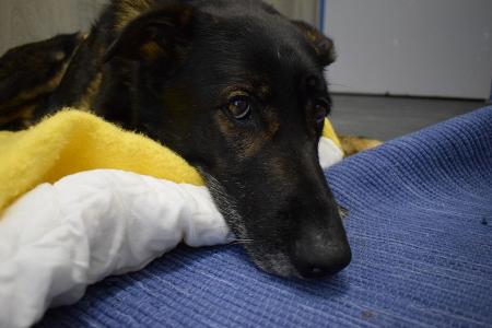 Xaverl - Deutscher Schäferhund - Bild 4