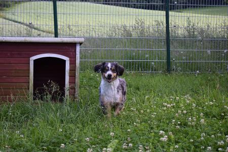 Candy - Australian Shepherd - Bild 2