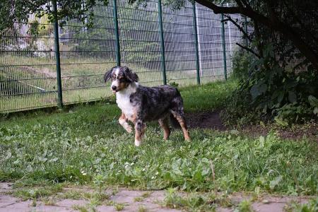 Candy - Australian Shepherd - Bild 4
