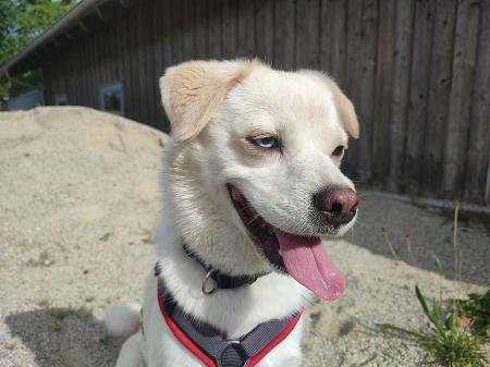 Sam - Mops, Siberian Husky - Bild 2