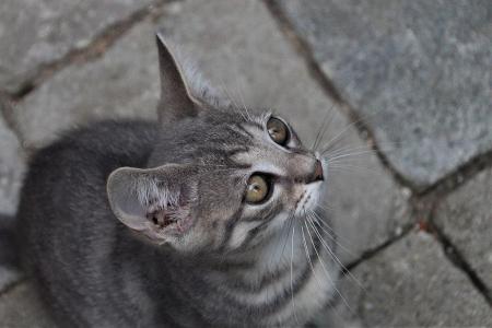 Benjamin -  - Bild 6