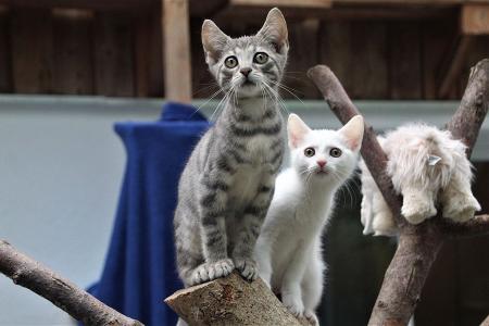 Benjamin -  - Bild 10