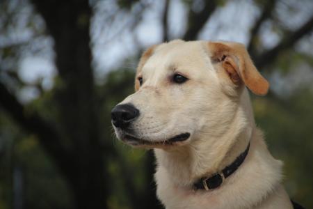 Rocky - Golden Retriever, Labrador Retriever - Bild 2