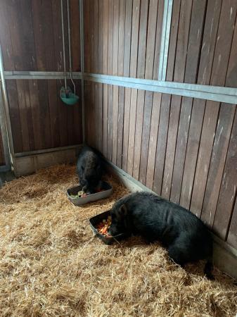 Frederik und Piggeldy