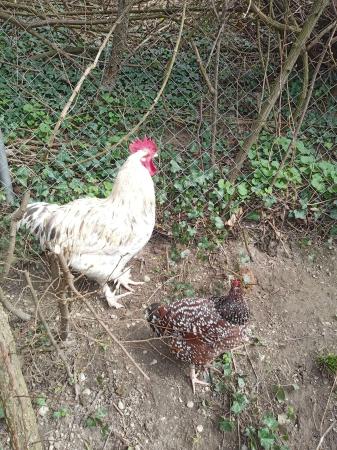 Stan und Ollie