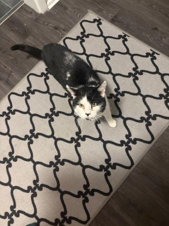 Mamminger Kater