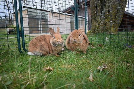 Thilo und Topsi