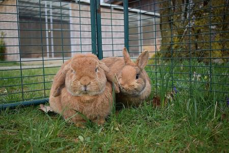 Thilo und Topsi