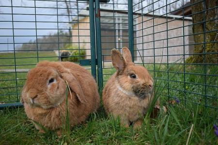 Thilo und Topsi