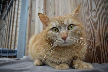 Ulli