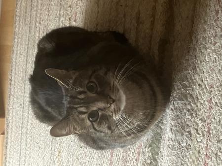 8 Katzen suchen ein neues Zuhause