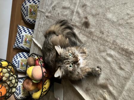 8 Katzen suchen ein neues Zuhause