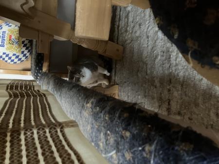 8 Katzen suchen ein neues Zuhause