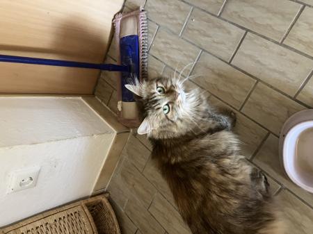 8 Katzen suchen ein neues Zuhause