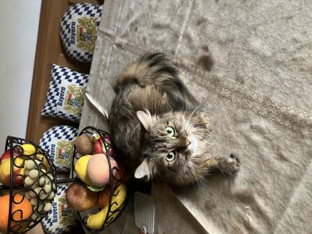 8 Katzen suchen ein neues Zuhause