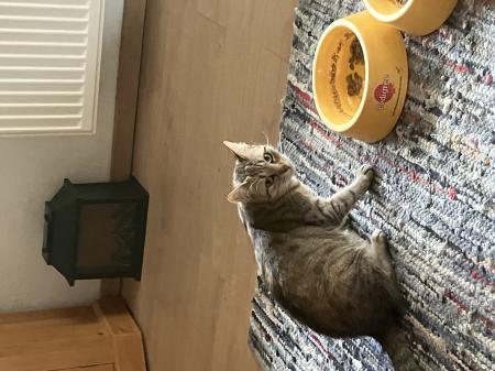 8 Katzen suchen ein neues Zuhause