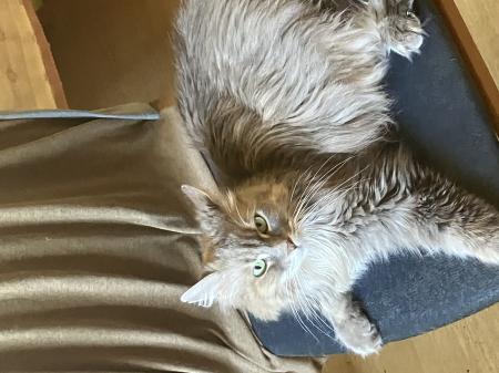 8 Katzen suchen ein neues Zuhause