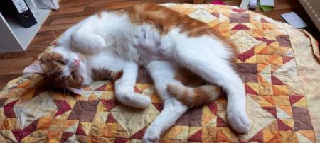 Romeo