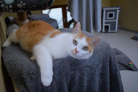Volker