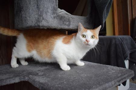 Volker