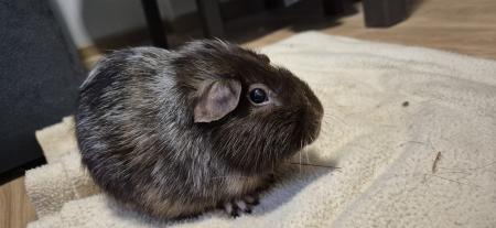 Kleine Meerschweinchenfamilie sucht neues Zuhause