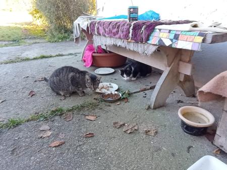 Zuhause für vier Katzen gesucht