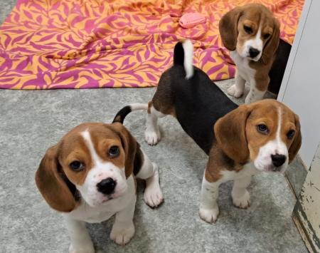 Hetti, Dotti und Lotti