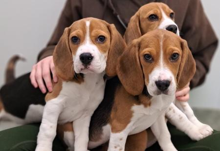 Hetti, Dotti und Lotti