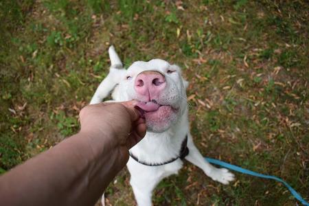 Shiro