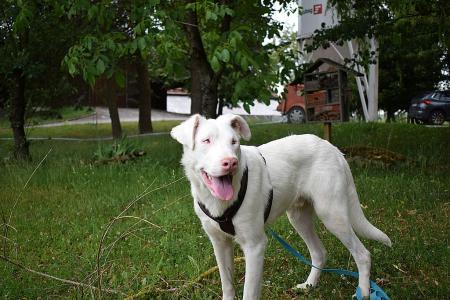 Shiro
